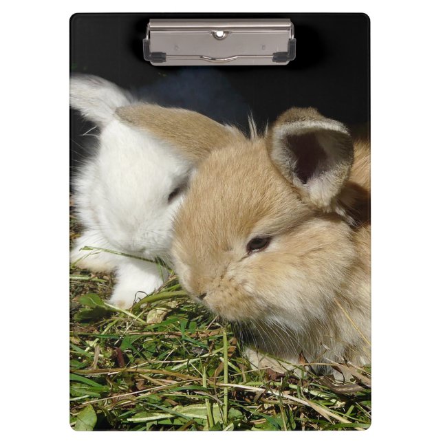 Cute little fluffy bunnies   clipboard (Front)