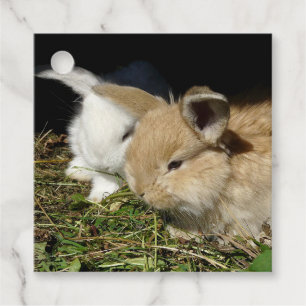 Cute little fluffy bunnies favour tags