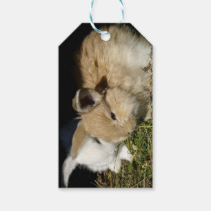 Cute little fluffy bunnies gift tags