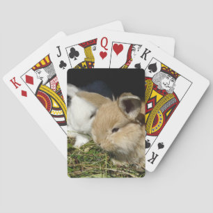 Cute little fluffy bunnies  playing cards