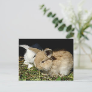 Cute little fluffy bunnies postcard
