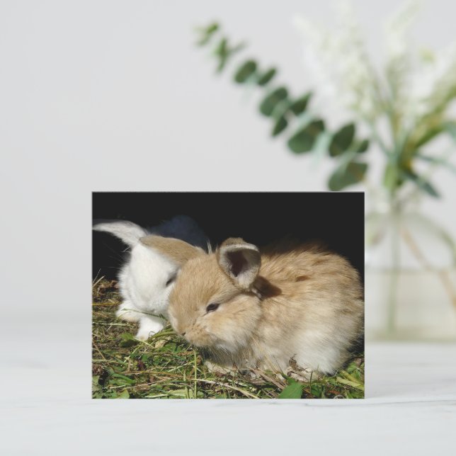 Cute little fluffy bunnies   postcard (Standing Front)