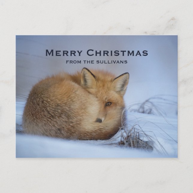Cute Little Fox Curled Up Winter Photo Christmas Holiday Postcard (Front)