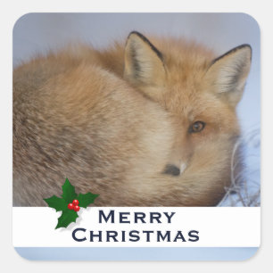 Cute Little Fox Curled Up Winter Photo Christmas Square Sticker