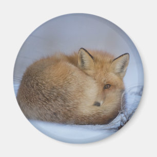 Cute Little Fox Curled Up Winter Photo Magnet
