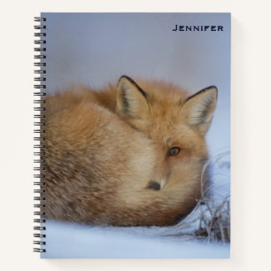 Cute Little Fox Curled Up Winter Photo Notebook