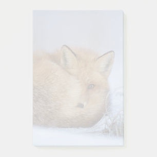 Cute Little Fox Curled Up Winter Photo Post-it Notes