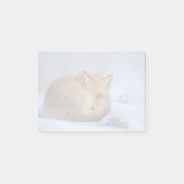 Cute Little Fox Curled Up Winter Photo Post-it Notes (Front)