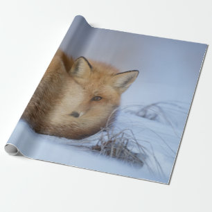 Cute Little Fox Curled Up Winter Photo Wrapping Paper