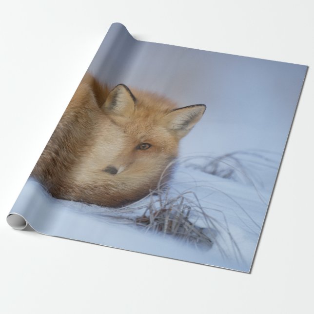Cute Little Fox Curled Up Winter Photo Wrapping Paper (Unrolled)