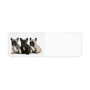 Cute little French Bulldogs