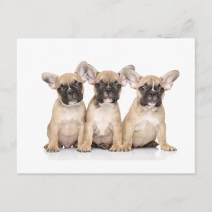 Cute little french Bulldogs Postcard