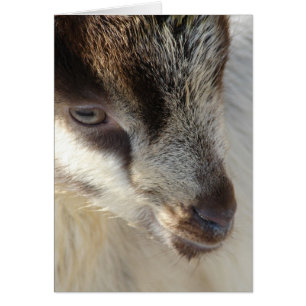 Cute Little Goat