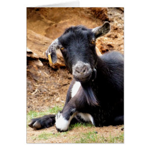 CUTE LITTLE GOAT
