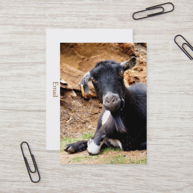 CUTE LITTLE GOAT BUSINESS CARD (Front/Back In Situ)