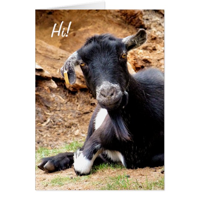 CUTE LITTLE GOAT Card (Front)