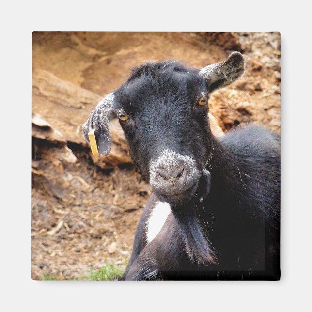 CUTE LITTLE GOAT MAGNET (Front)