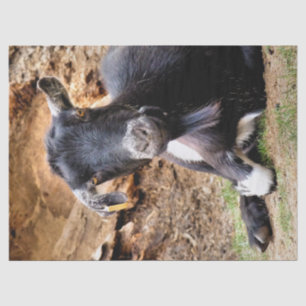 CUTE LITTLE GOAT TISSUE PAPER