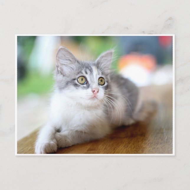 Cute Little Grey and White Kitten Postcard (Front)