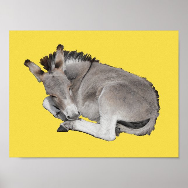 Cute Little Grey Donkey Baby Foal Laying Down Poster (Front)