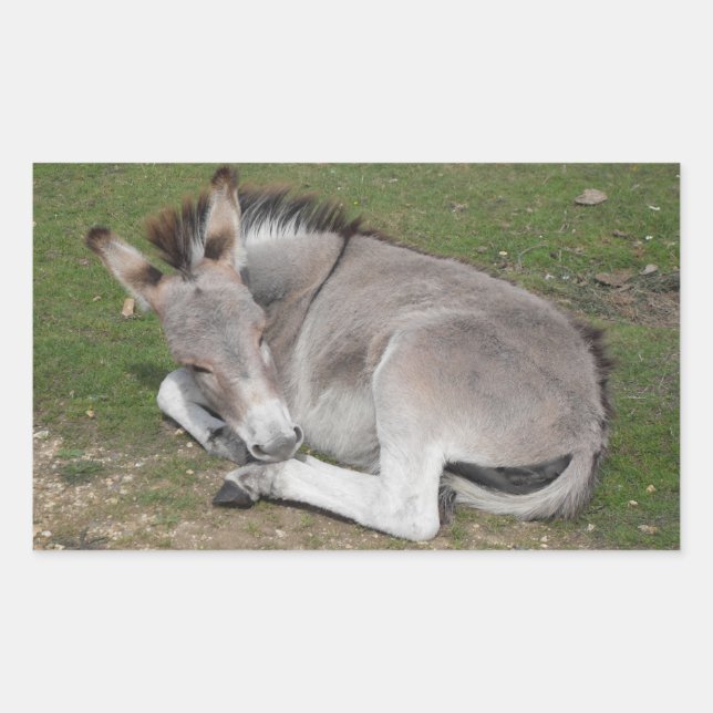 Cute Little Grey Donkey Baby Foal Laying Down Rectangular Sticker (Front)