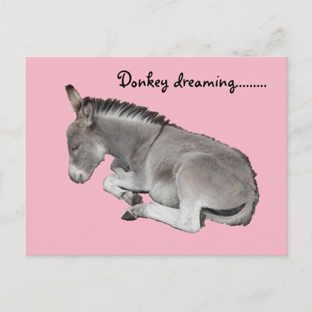 Cute Little Grey Donkey Baby Foal Sleeping Postcard (Front)