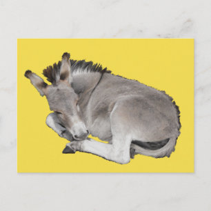 Cute Little Grey Donkey Foal Laying Down Asleep Postcard
