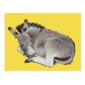 Cute Little Grey Donkey Foal Laying Down Asleep