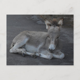 Cute Little Grey Donkey Foal Laying Down Postcard