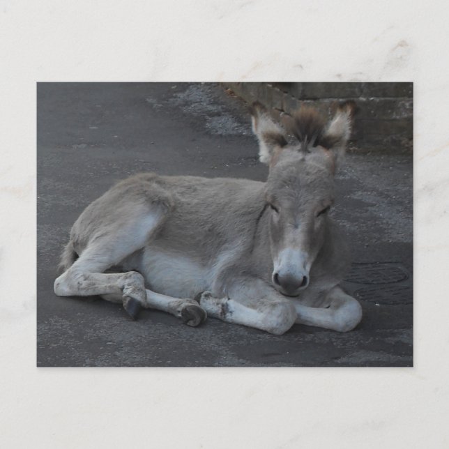 Cute Little Grey Donkey Foal Laying Down Postcard (Front)