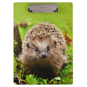 Cute Little Hedgehog in the Forest Clipboard