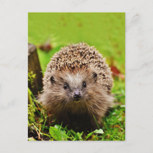 Cute Little Hedgehog in the Forest Postcard