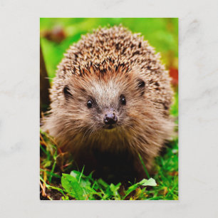 Cute Little Hedgehog in the Forest Postcard