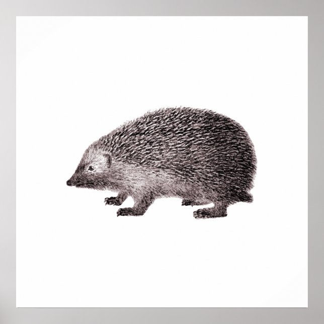 Cute Little Hedgehog Poster (Front)