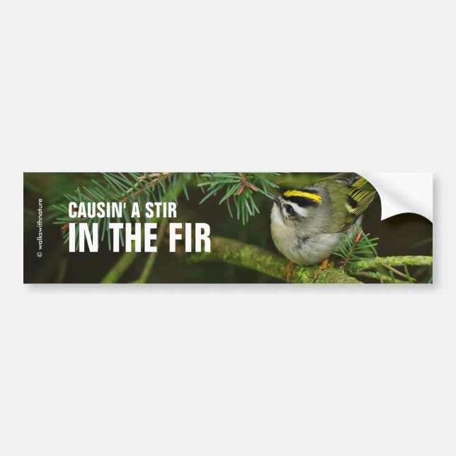 Cute Little Kinglet Causes a Stir in the Fir Bumper Sticker (Front)