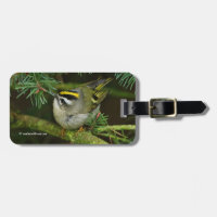 Cute Little Kinglet Causes a Stir in the Fir