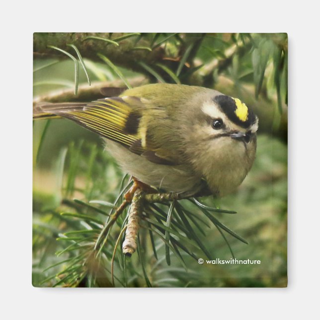 Cute Little Kinglet Causes a Stir in the Fir Magnet (Front)