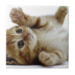cute little kitten cat pet ginger tabby tile