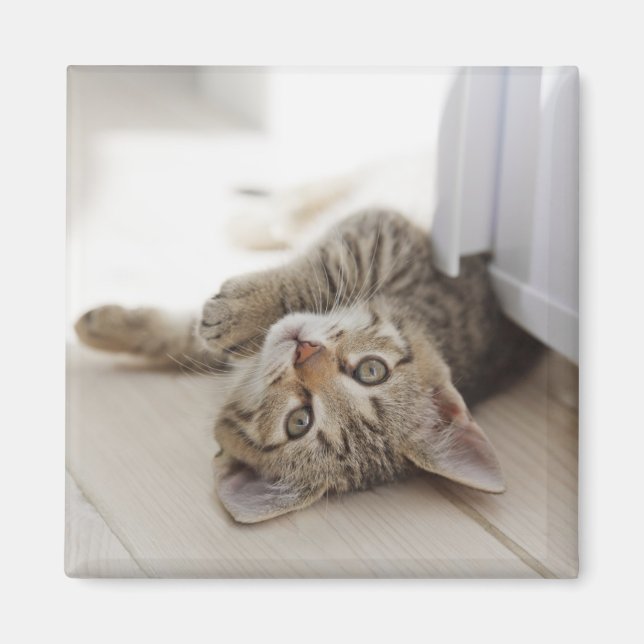 Cute Little Kitten Magnet (Front)