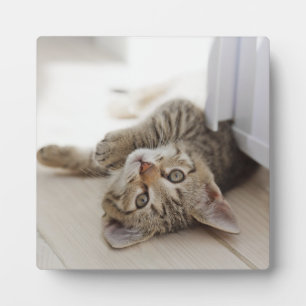 Cute Little Kitten Plaque