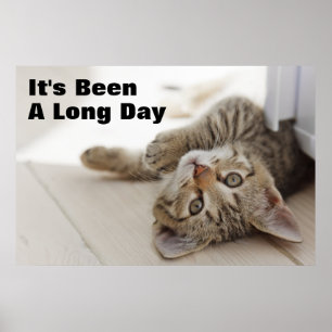 Cute Little Kitten Poster