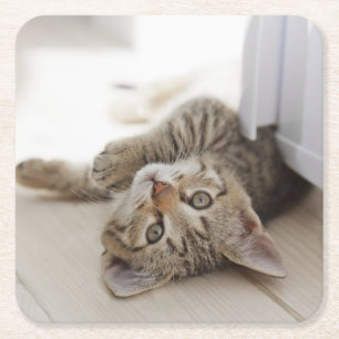 Cute Little Kitten Square Paper Coaster