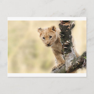 CUTE LITTLE LION CUB RANGE POSTCARD