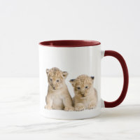 Cute Little Lion Cubs