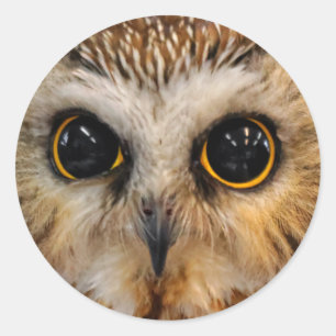 Cute Little Northern Saw Whet Owl Classic Round Sticker