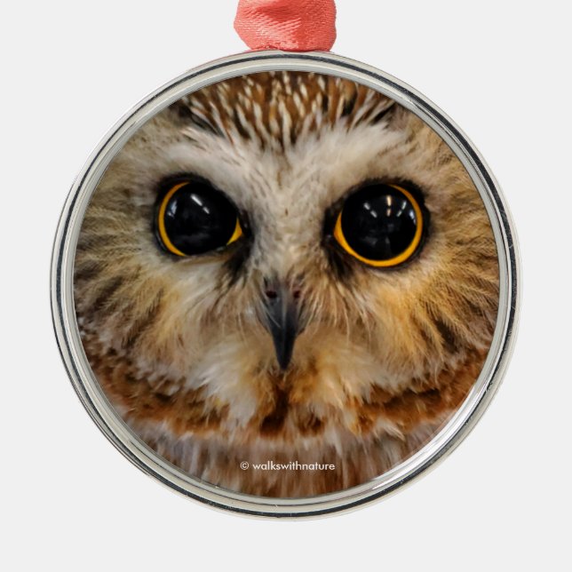 Cute Little Northern Saw Whet Owl Metal Tree Decoration (Front)
