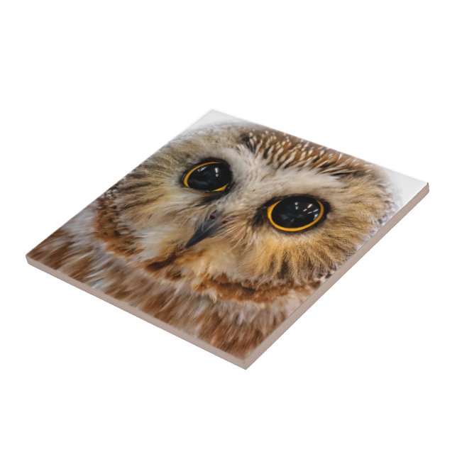 Cute Little Northern Saw Whet Owl Tile (Side)