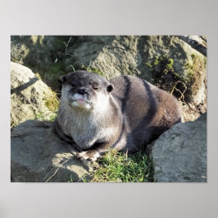 CUTE LITTLE OTTER POSTER