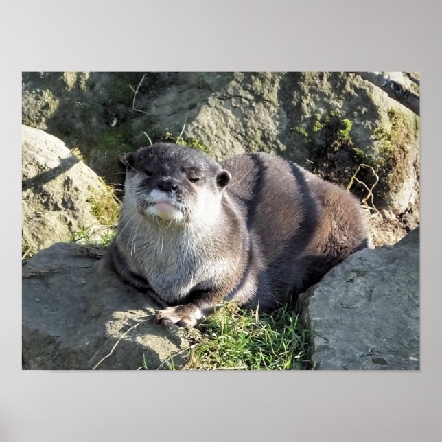 CUTE LITTLE OTTER POSTER (Front)