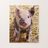Cute Little Piglet